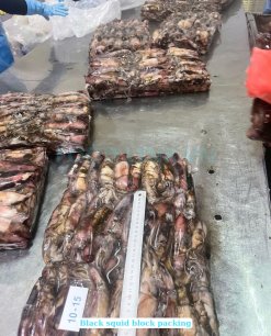 Frozen Black Squid Whole Round size checking after block freezing in Vietnam