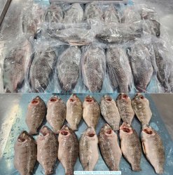 Vietnam Frozen Black Tilapia Whole Round And Whole Cleaned After IQF Freezing