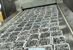 Frozen Black And White Anchovy Whole Round on IQF line in Vietnam