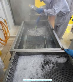 Vietnam Frozen Blanched and Boiled Poulp Squid Dice Cut being blanched and boiled