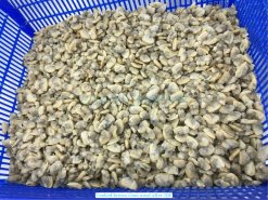 Vietnam Frozen Cooked Yellow Clam Meat quality inspection before retail packing