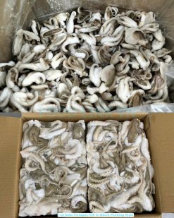 Frozen Cut Baby Octopus Packed for Export in Vietnam