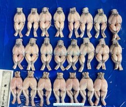 Frozen Frog Legs Classic Style size grading in Vietnam before IQF