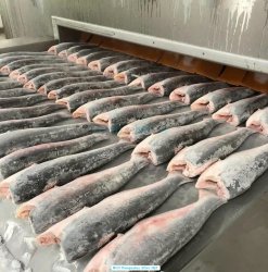 Frozen HGT Pangasius Under IQF Freezing Process in Vietnam