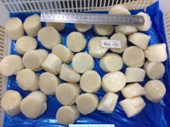 Frozen Hokkaido Scallop Meat after IQF produced in Vietnam