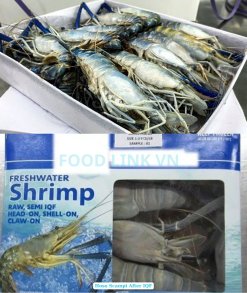 Vietnam Frozen Raw HOSO Scampi Shrimp Finished Box Packed