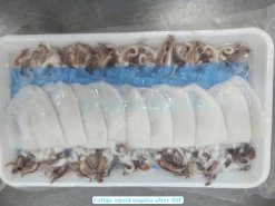 Vietnam Frozen Loligo Squid Sugata Sushi vacuum-packed in tray