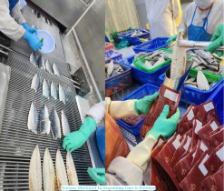 Frozen Norway And Japanese Mackerel IQF processing and printed bag packing in Vietnam