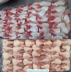 Frozen Pangasius Fin After IQF Freezing in Vietnam