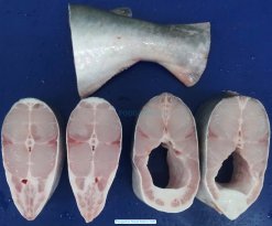 Frozen Pangasius Steak Raw Material Before IQF in Vietnam