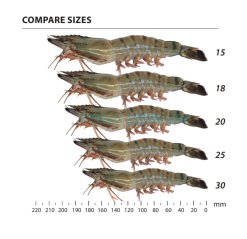 Frozen Raw Hoso Black Tiger Shrimp Size Comparison Vietnam Export