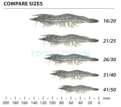 Frozen Raw HoSo Vannamei Shrimp Size Comparison – Vietnam Product