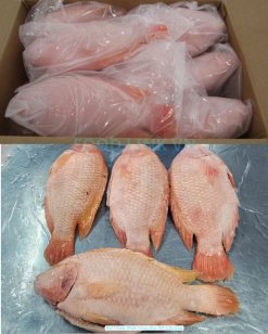 Vietnam Frozen Red Tilapia Whole Round And Whole Cleaned Packed After IQF