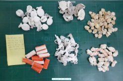 Frozen Seafood Mix ingredients processed in Vietnam before blending – image 3