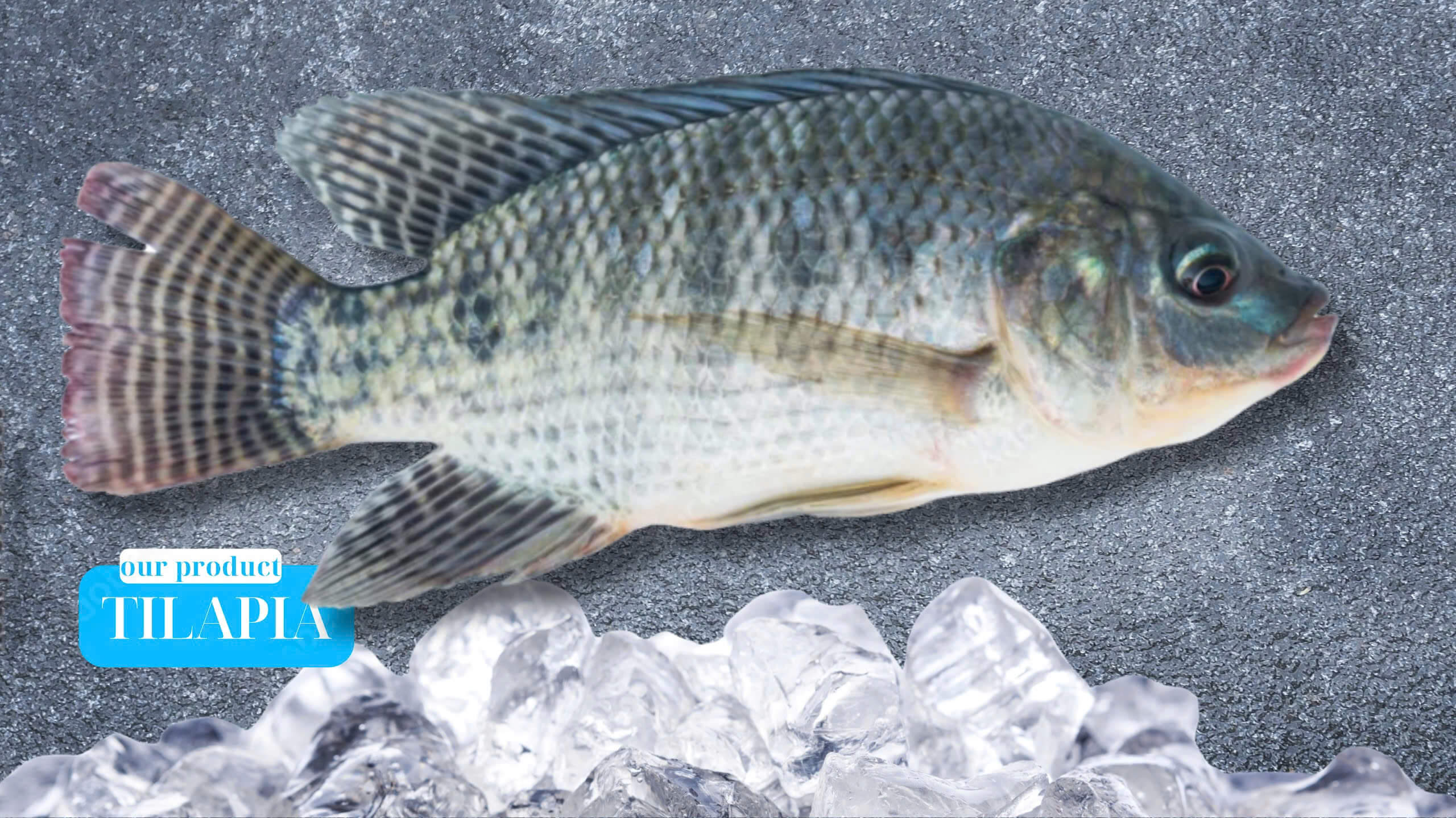 Vietnam Tilapia Fish – Whole & Fillet – Fresh Seafood Export