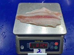 Frozen Pangasius Fillet Un Trimmed from Vietnam – Pre-IQF Material on Tray (3)