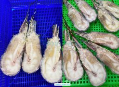 Vietnam Frozen Spiny Lobster Final IQF Process
