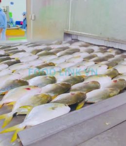 Marine fish IQF line monitoring in Vietnam processing plant