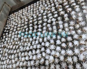 Octopus IQF processing monitored for quality control in Vietnam