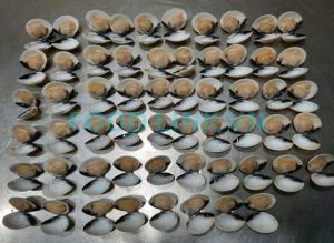 Quality check before IQF freezing process in seafood plant