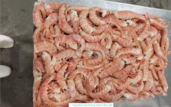 Vietnam Frozen Argentina Red Shrimp Second IQF Freezing
