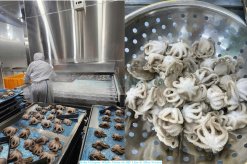 Frozen Whole Cleaned Baby Octopus from Vietnam After IQF Freezing