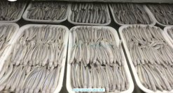 Frozen Black And White Anchovy Whole Round after IQF freezing in Vietnam