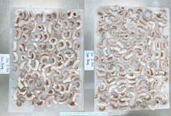 Vietnam Frozen Blanched and Boiled Poulp Squid Dice Cut before IQF freezing