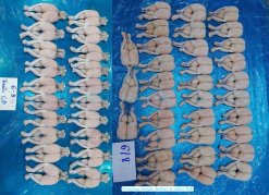 Frozen Frog Legs Classic Style after IQF in Vietnam