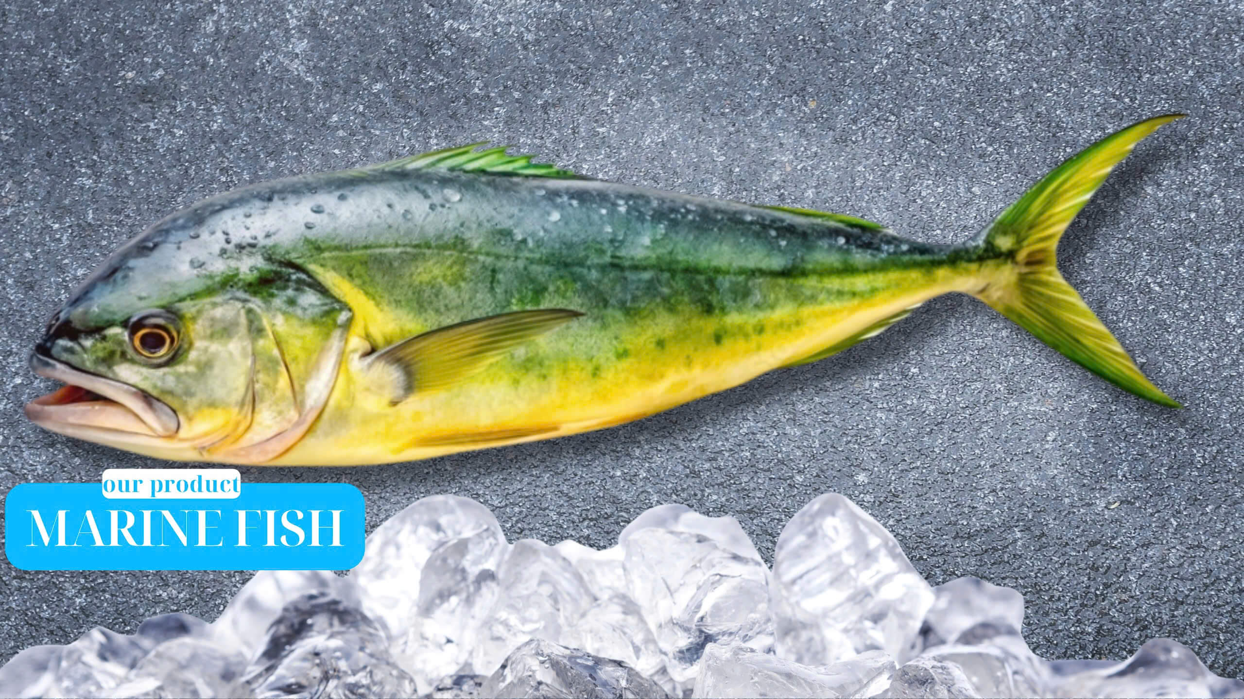 Premium Marine Fish – Mahi Mahi, Wahoo, Snapper, Parrot, Mullet, Grouper – Seafood Supplier from Vietnam