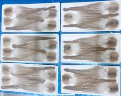 Vietnam Frozen Whole Clean Poulp Squid Long Leg Vacuum Packed After IQF
