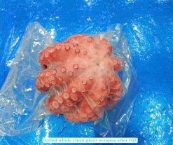 Vietnam Frozen Whole Clean Octopus (Frozen Whole Clean Poulp Squid) Individually Packed After IQF
