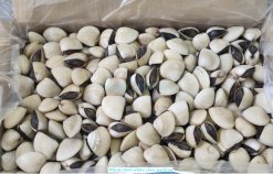 Frozen Cooked Whole Shell White Clam bulk carton packing in Vietnam