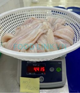QC team inspecting pangasius fillets after IQF process