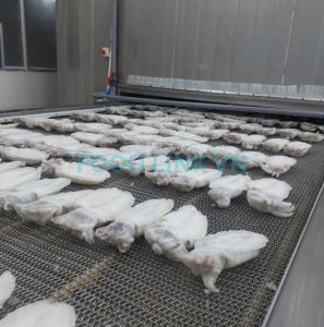 Whole cleaned cuttlefish in IQF processing line Vietnam
