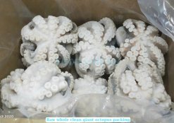 Vietnam Frozen Whole Clean Octopus Bulk Carton Packaging