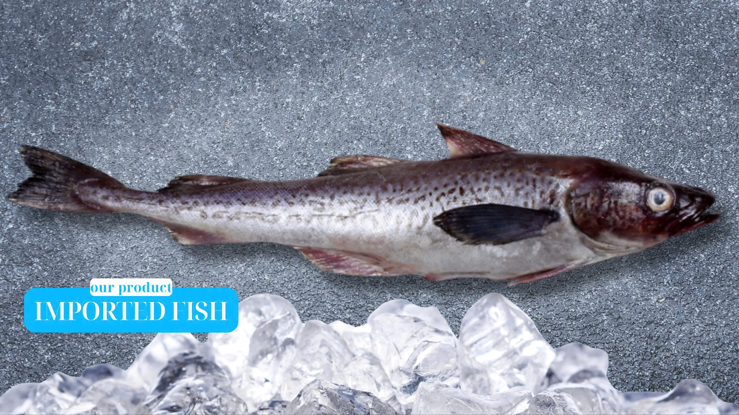 Premium imported fish from Vietnam – Alaska Pollock, Cod, Haddock, Mackerel, Salmon, Solefish
