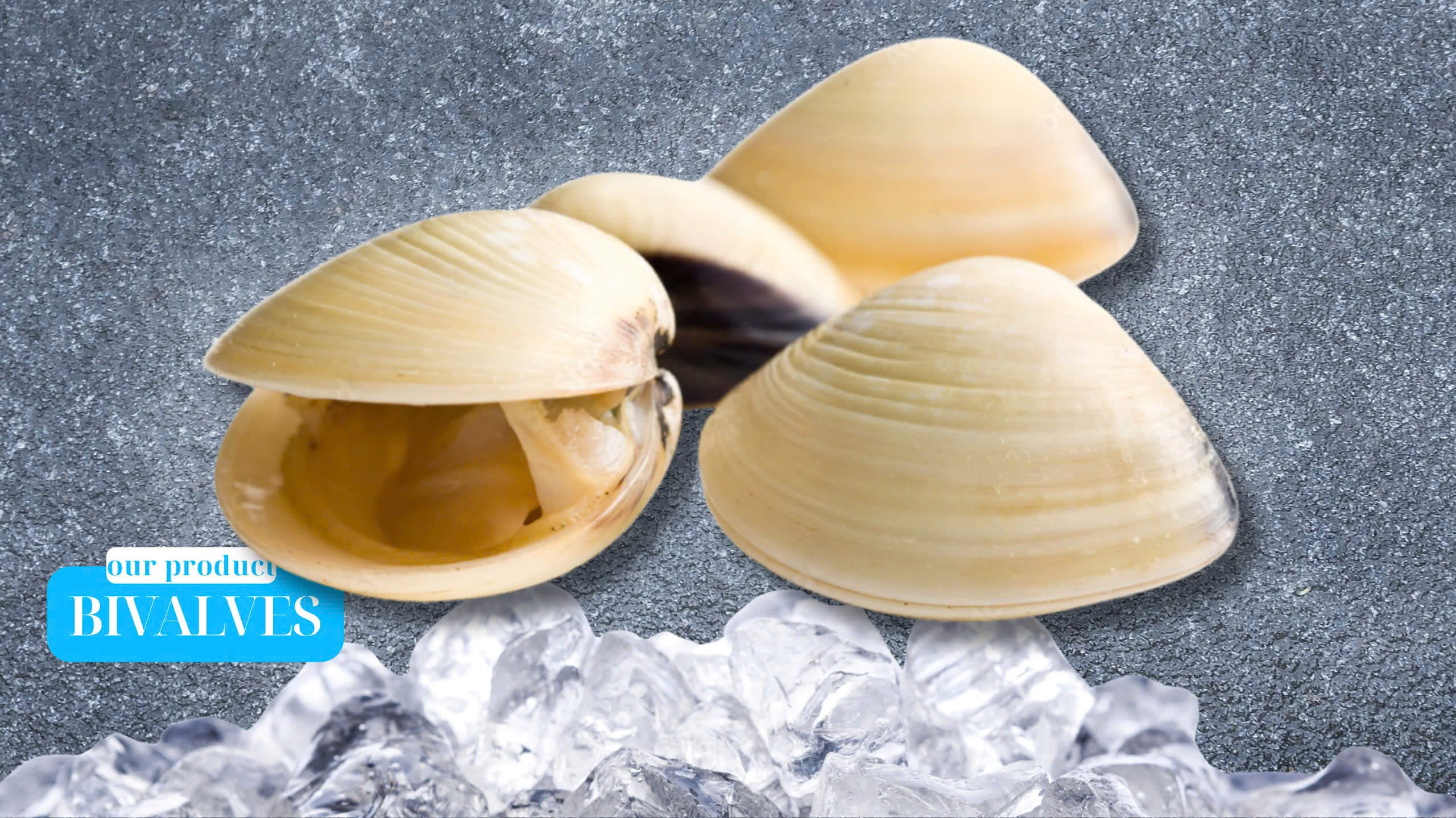 Bivalves from Vietnam – White, Brown, Yellow Clams & Hokkaido Scallops