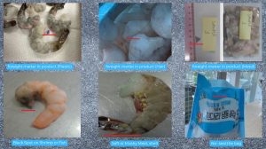Common seafood defects inspection before shipping in Vietnam