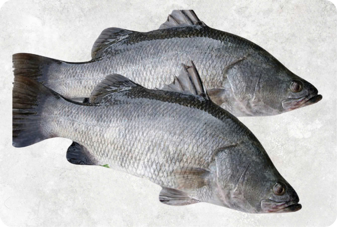 Frozen whole barramundi fish ready for export from Vietnam