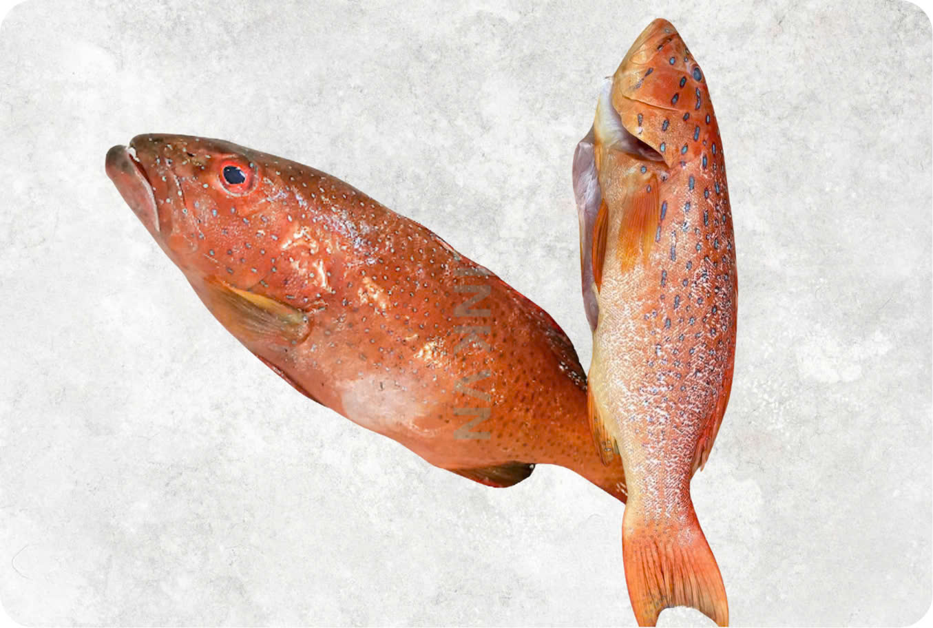 Frozen grouper fish with spotted skin and firm white flesh from Vietnam seafood export