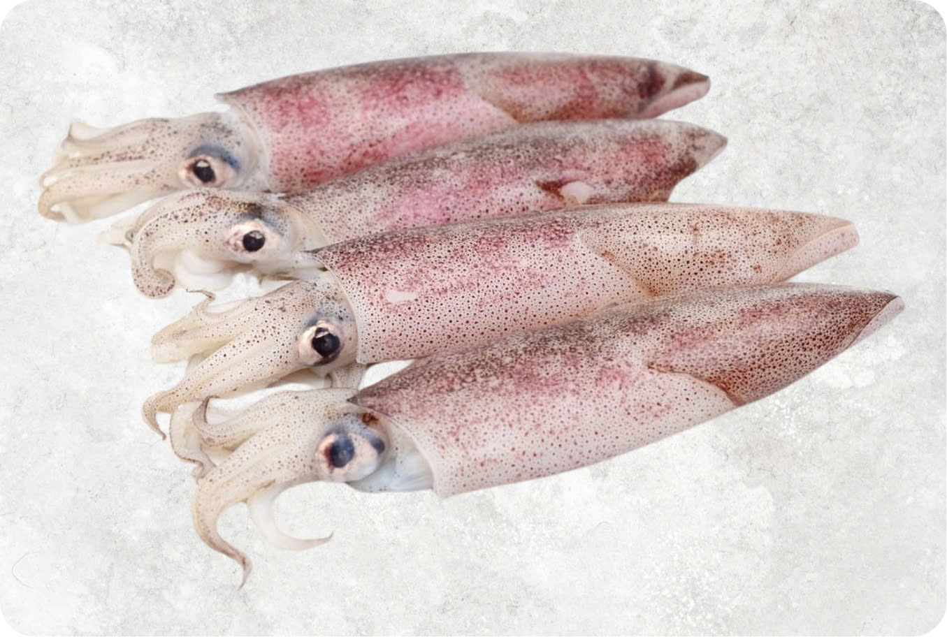 Frozen Loligo squid with whole body and tentacles from Vietnam seafood exporter