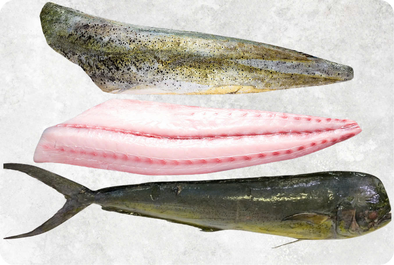 Frozen mahi mahi fillet with vibrant color and clean cut from Vietnam seafood exporter