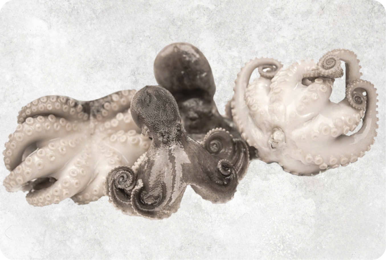 Frozen octopus from Vietnam with cleaned body and tentacles on display