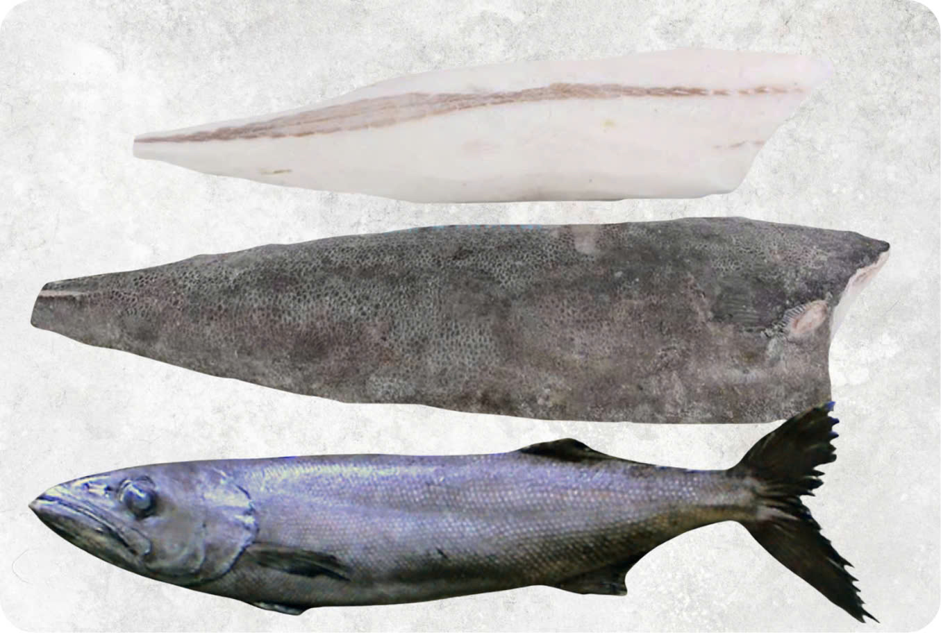 Frozen oil fish fillet with glossy white flesh from Vietnam seafood exporter