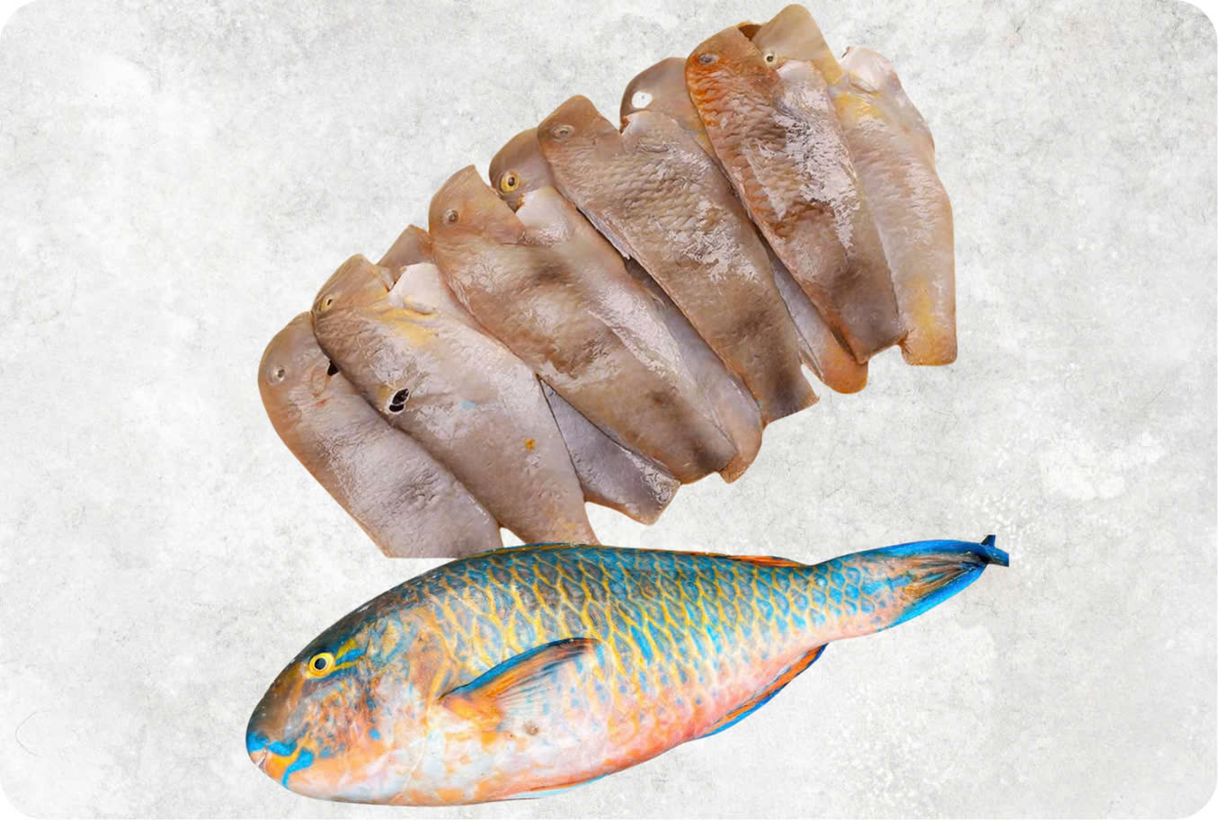 Frozen parrot fish with vibrant scales, cleaned and ready for export from Vietnam