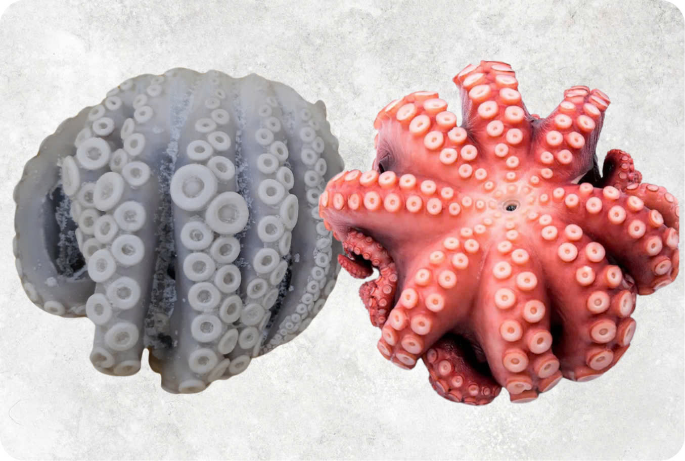 Frozen poulps squid and whole cleaned octopus from Vietnam seafood exporter