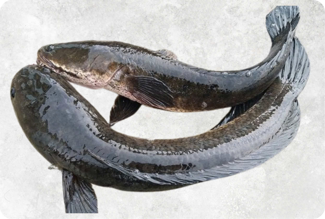 Frozen whole round snakehead fish from Vietnam for export