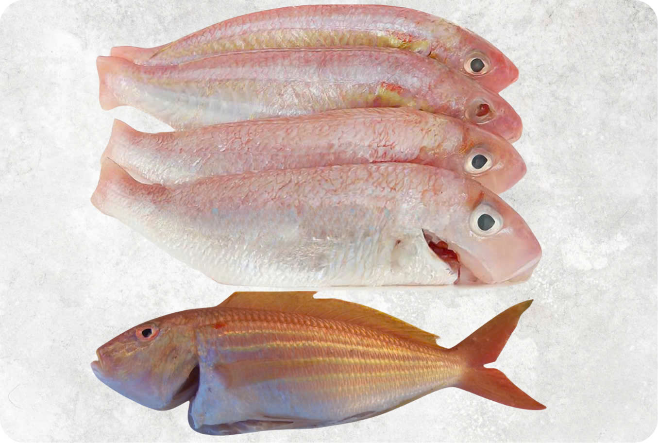 Frozen threadfin bream fish from Vietnam with bright pink skin and silver belly