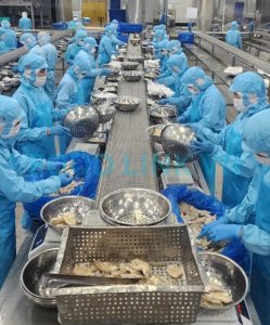 During production quality control of Vannamei shrimp in Vietnam